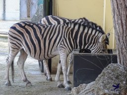 Tiergarten Schönbrunn am 27.01.2026